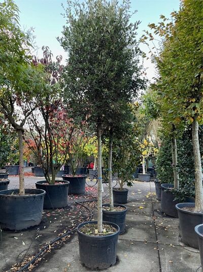 Quercus ilex (Stein-Eiche) als Hochstamm 20-25 StU im Container, dichter Kronenaufbau mit dunkelgrünen, ledrigen Blättern