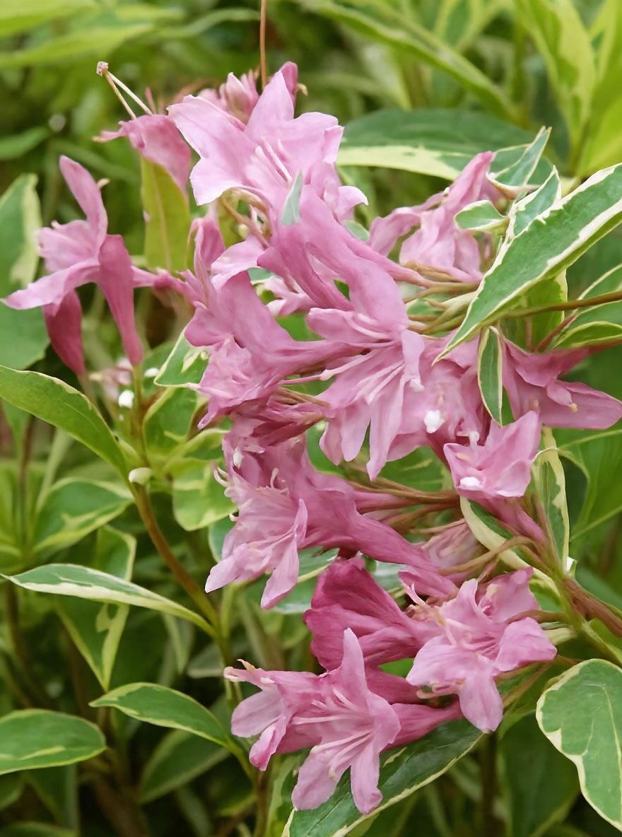 ringelblumen saatgut 1kg Samen Ringelblume: Leuchtende Blütenpracht für deinen Garten