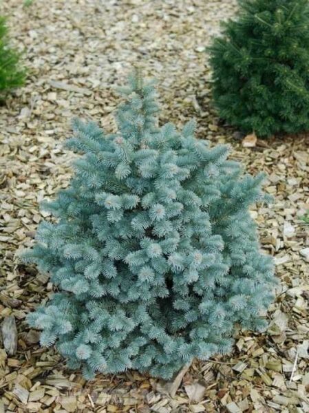 Abies lasiocarpa 'Glauca Compacta' / Blaue Zwerg-Korktanne