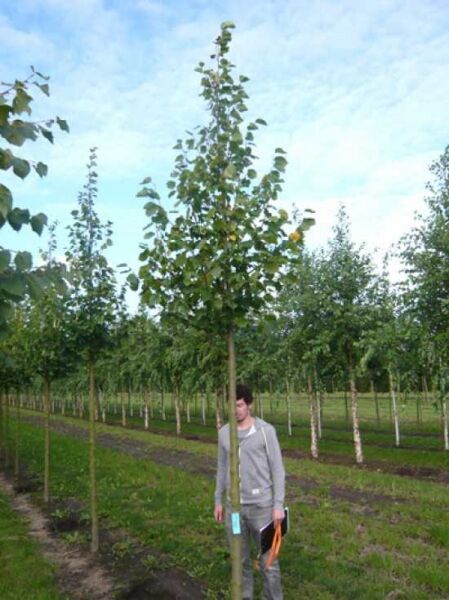 Tilia europaea 'Pallida' / Kaiser-Linde