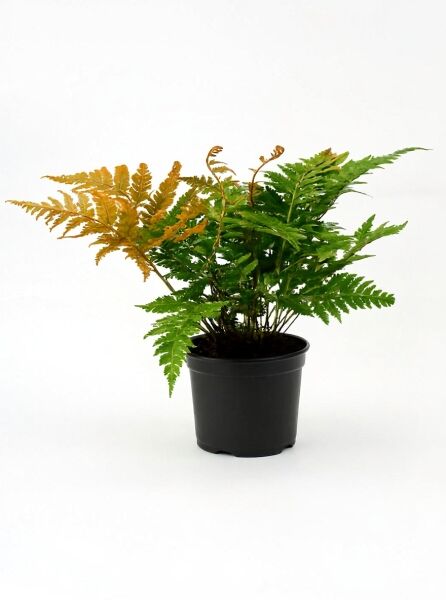 Dryopteris erythrosora / Rotschleierfarn C3 im Topf, grüne Wedel mit rötlich-bronzefarbenem Austrieb.