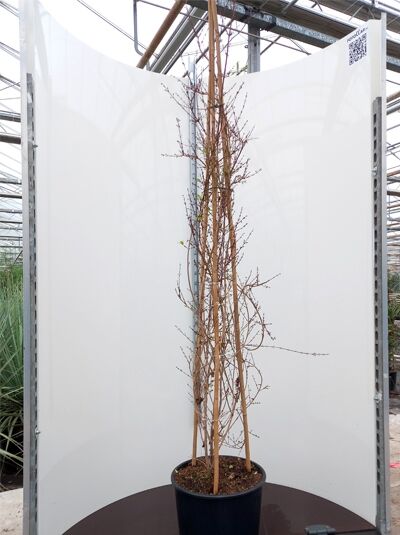 Abeliophyllum distichum / Schneeforsythie, weiße Forsythie, 175-200 cm, im schwarzen Pflanzkübel, gerüstet mit Holzstäben.