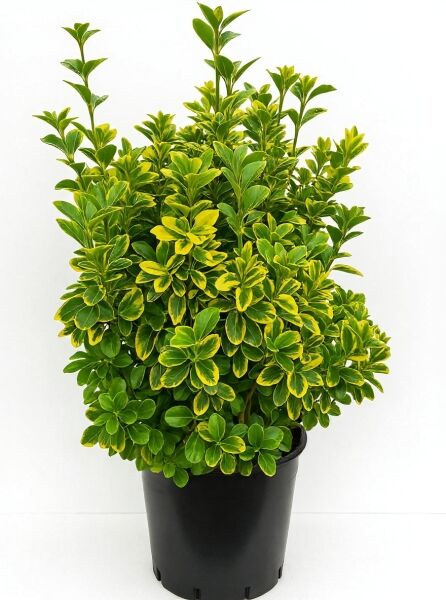 Japanischer Spindelstrauch Euonymus japonicus 'Ovatus Aureus', 80-100 cm, C20, im Topf, gelb-grün panaschiertes Laub