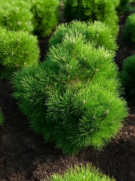 Pinus nigra 'Nana' / Zwerg-Schwarzkiefer, kompakter Nadelstrauch im Beet, Variante 60-80 cm m. B.