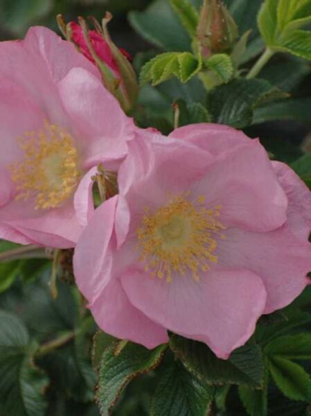 Bodendeckerrose 'Dagmar Hastrup' / Rosa 'Dagmar Hastrup'