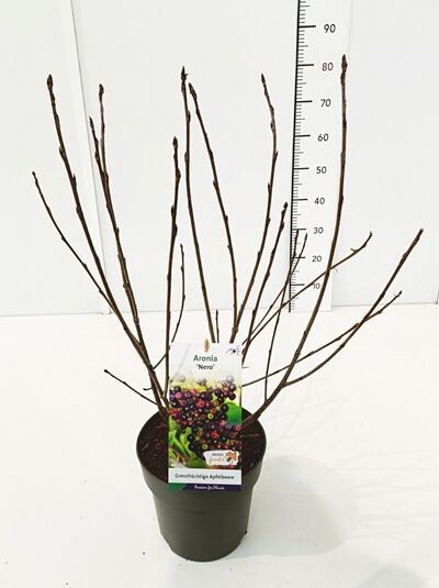 Schwarzfruchtige Apfelbeere 'Nero' / Aronia prunifolia 'Nero'