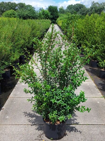 Osmanthus burkwoodii / Frühlings-Duftblüte 100-125 cm C20, immergrüner Strauch im Container mit dichtem, glänzendem Laub.
