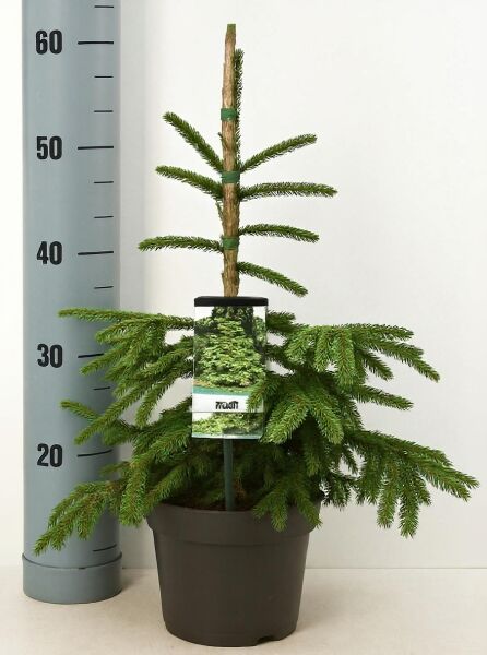 Picea orientalis 'Aureospicata' / Goldspitzenfichte 30-40 cm C3 im Topf, schlanker Stamm mit waagerechten Nadelzweigen