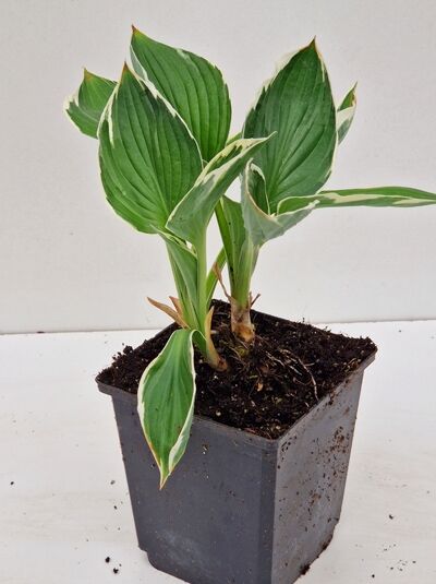 Weißrand-Funkie Hosta 'Francee' (Hosta) P9 im Topf, grüne Blätter mit weißem Rand, aufrecht wachsend.
