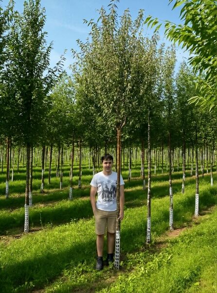 Prunus serrula (Mahagoni-Kirsche), Hochstamm 16-18 StU, mit Drahtballen, Laubbaum in Baumschule mit aufrechter Krone