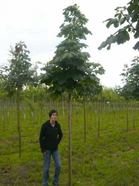 Gefülltblühende Rosskastanie (Aesculus hippocastanum 'Baumannii') Hochstamm 16-18 StU mit dichtem Laubdach.