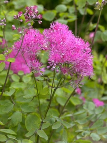 Akeleiblättrige Wiesenraute 'Thundercloud' / Thalictrum aquilegifolium 'Thundercloud'