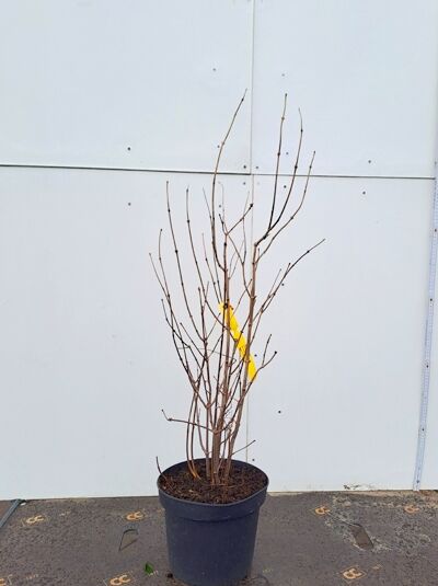 Echter Gewürzstrauch / Karolina-Nelkenpfeffer / Echter Gewürzstrauch / Karolina-Nelkenpfeffer