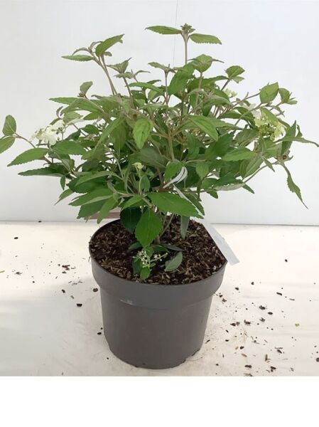 Japanischer Zwerg-Schneeball 'Watanabe' / Japanischer Zwerg-Schneeball 'Watanabe'