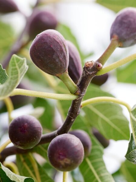Zwerg-Feige / 'Little Miss Figgy' / Ficus carica 'Little Miss Figgy'