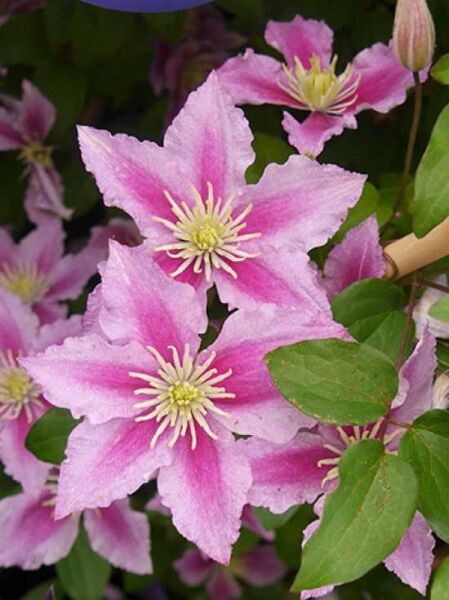 Waldrebe 'Piilu' / Clematis viticella 'Piilu'