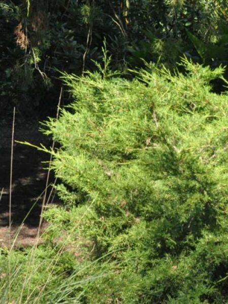 Chinesischer Wacholder 'Kuriwao Gold' / Juniperus chinensis 'Kuriwao Gold'