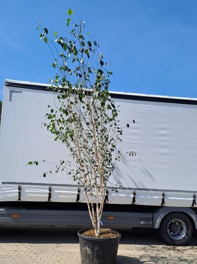 Weißrindige Himalaja-Birke &#039;Schirmform&#039; 450-500 cm / Betula utilis jacquemontii (874496)