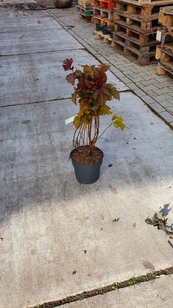 Physocarpus opulifolius 'Amber Jubilee ®' / Blasenspiere 'Amber Jubilee ®' 40-60 cm C5 im Topf mit bronzefarbenem Laub
