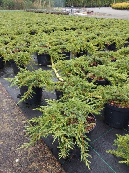 Juniperus communis 'Green Carpet' / Grüner Kriech-Wacholder 25-30 cm (breit) C2, flach wachsend im Topf mit nadeligem Grünlaub