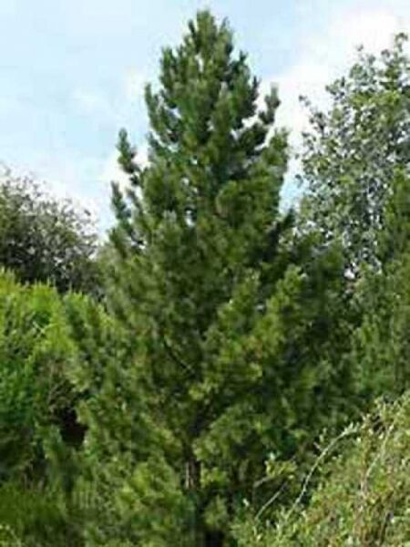 Pinus cembra / Zirbel-Kiefer / Arve