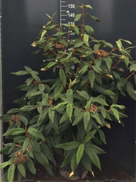 Viburnum rhytidophyllum / Runzelblättriger Schneeball / Immergrüner Großblatt-Schneeball / Zungen-Schneeball