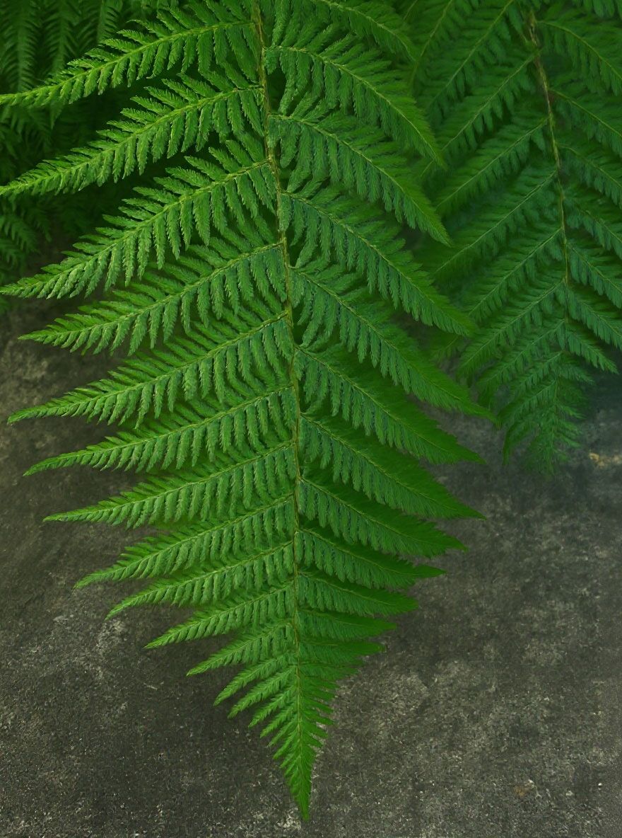 samen der kaffeepflanze Arabica-Kaffee (Coffea Arabica) main image 0