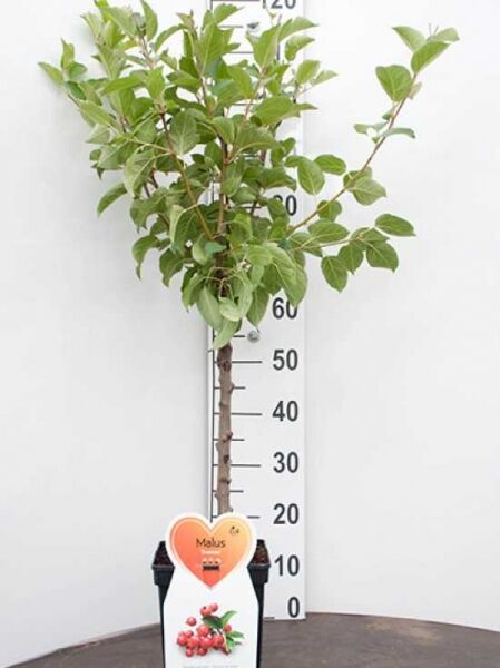 Malus 'Evereste' / Zierapfel 'Evereste', 50 cm Stamm C7, junger Hochstamm mit grünem Laub im Container.