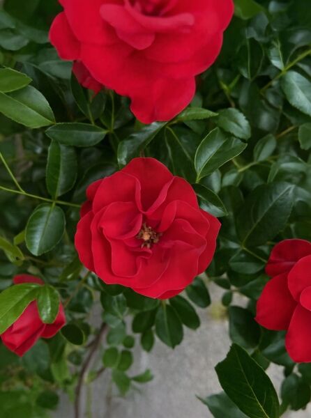 Rosa 'Sorrento®' / Stammrose 'Sorrento' mit roten Blüten und dunkelgrünem Laub in Nahaufnahme