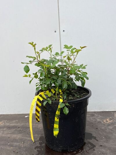 Rosa 'Bad Birnbach ®' Beetrose 'Bad Birnbach' A-Qualität C1.5, grüner Rosenstrauch im schwarzen Pflanztopf mit Trieben und Blättern.