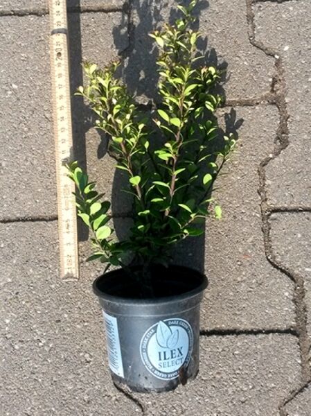 Japanische Stechpalme Ilex crenata 'Dark Green' im P9-Topf, kompakter Strauch mit kleinen dunkelgrünen Blättern, 10–15 cm