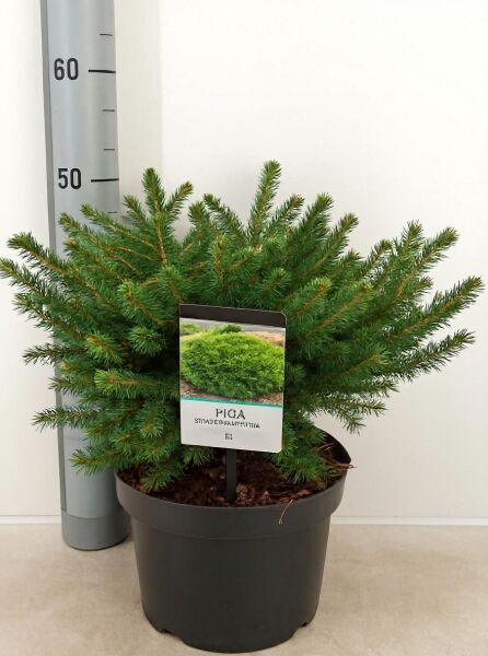 Picea abies 'Nidiformis' (Nest-Fichte) im Topf, 40–50 cm breit, C5, flach polsterförmiger Wuchs mit grünen Nadeln