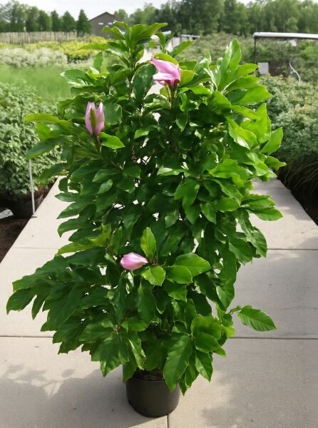 Magnolia liliiflora 'Susan' / Rote Tulpenmagnolie 'Susan' 125-150 cm C30, im Container, mit pinken Blütenknospen und grünen Blättern
