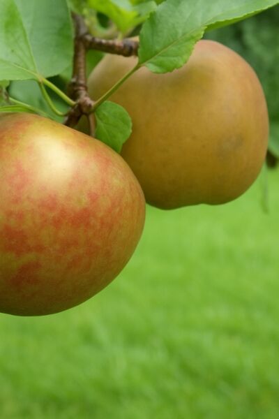 Apfel 'Schöner aus Boskoop' / Boskoop / Apfel 'Schöner aus Boskoop' / Boskoop