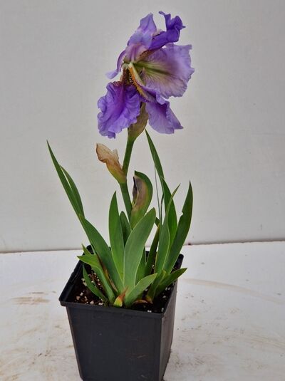 Mittelhohe Bart-Iris Iris barbata-media 'Bedtime Story' P11 im Topf, violette Blüte mit gelbem Bart und schmalem Laub