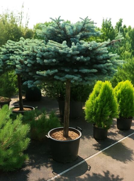 Picea pungens 'Glauca Globosa' (Kleine Blau-Fichte) 50 cm Stamm, im Pflanzcontainer C35, kugelige Krone mit blauen Nadeln