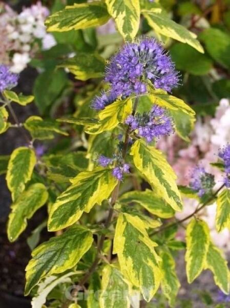 Bartblume Caryopteris clandonensis 'Summer Sorbet ®' mit violetten Blütenbüscheln und gelb-grün panaschierten Blättern