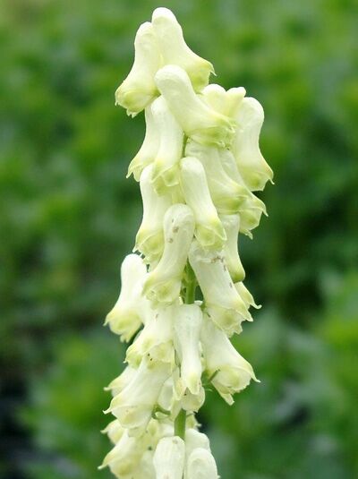Eisenhut  / Aconitum vulparia