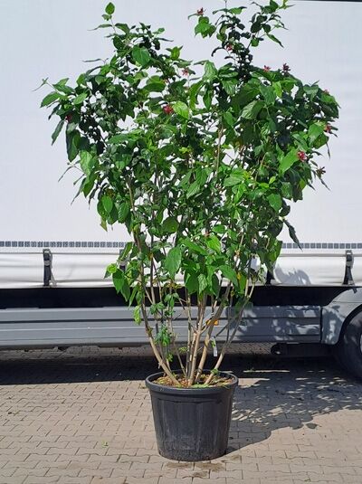 Calycanthus floridus 'Aphrodite', Gewürzstrauch 'Aphrodite' in Schirmform, 250–300 cm, im Container, mehrtriebig mit grünem Laub und roten Knospen.