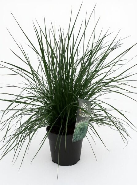 Deschampsia cespitosa 'Goldtau' (Wald-Schmiele) im C2-Topf, horstbildendes Ziergras mit feinen, grünen Blättern.