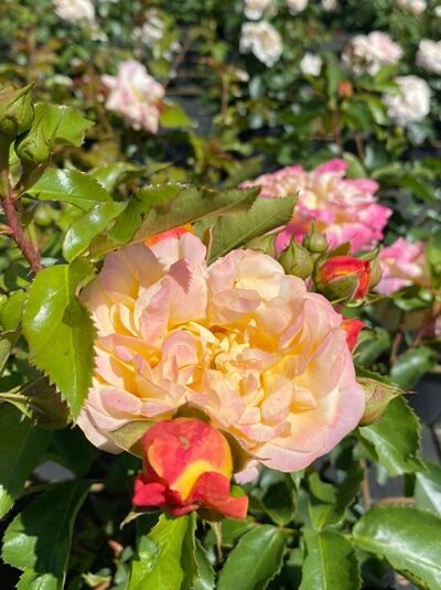 Rosa 'Lampion'® / Beetrose 'Lampion'® mit gelb-rosa gefüllter Blüte, roten Knospen und glänzend grünen Blättern