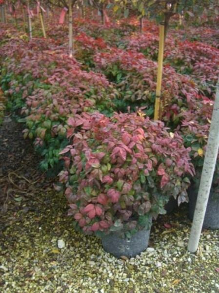 Nandina domestica 'Firepower' / Himmelsbambus 'Firepower' 40-50 cm C10, buschige Pflanze im Topf mit rötlichem Laub
