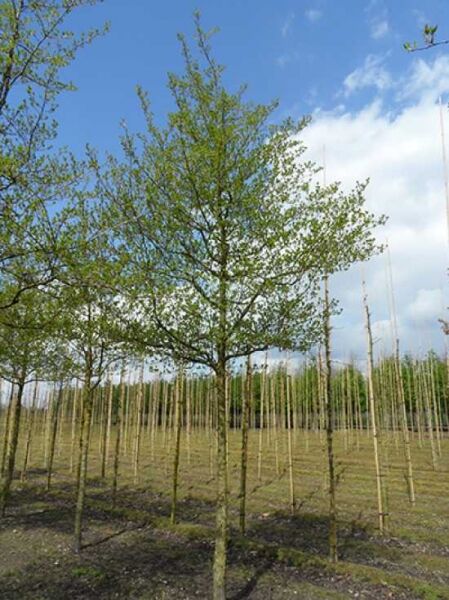 Pflaumenblättriger Weißdorn 'Splendens' (Crataegus persimilis/Crataegus prunifolia) Hochstamm mit Krone und frischem Laub.