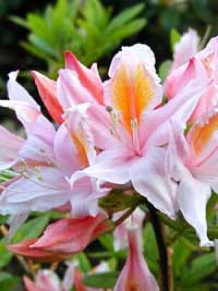 Azalea occidentale 'Irene Koster' (Occidentale-Hybride) / Westliche Azalee 'Irene Koster'
