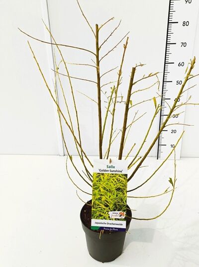 Japanische Drachenweide 'Golden Sunshine' ® / Salix sach. 'Golden Sunshine' ®