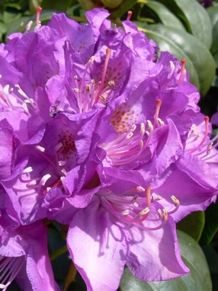 Rhododendron Hybride 'INKARHO Purpureum Elegans' / Rhododendron Hybride 'INKARHO Purpureum Elegans ®'