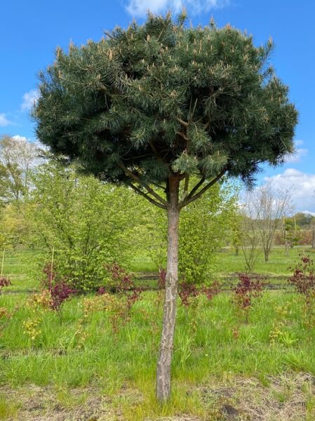 Pinus sylvestris „Norske Typ“ Pinienform – Norwegische Kiefer/Föhre, Stammhöhe 170 cm, runde Krone 35–40 cm, Baum im Feld gepflanzt