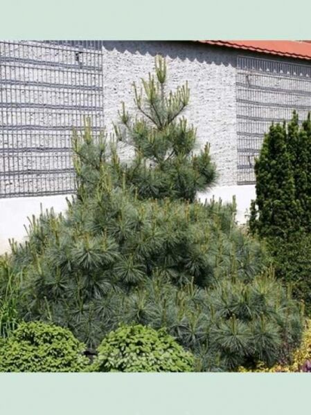 Pinus strobus 'Radiata' / Weymouths-Kiefer 'Radiata'
