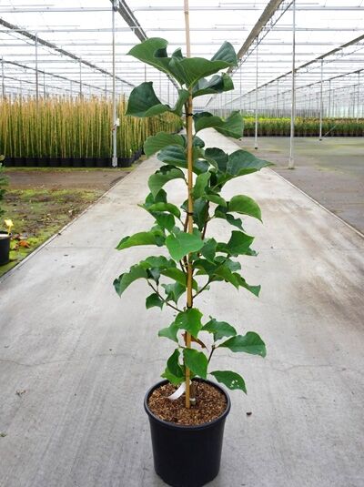 Magnolia 'Sunsation' / Magnolie 'Sunsation' 80-100 cm C7, junger Strauch im Topf mit grünen Blättern und aufrechtem Stamm