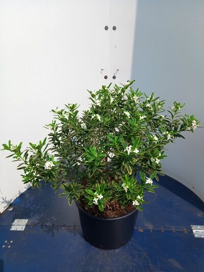 Seidelbast Daphne x transatlantic ‘Summer Ice’® 60-80 cm C20, grüner Strauch im Topf mit weißen Blüten
